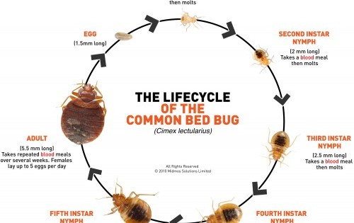 What To Do If You Have Bed Bugs
