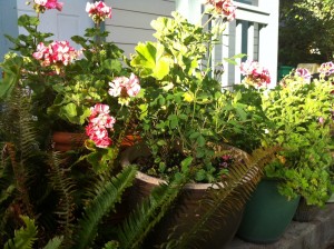 5 Tips for Landscaping Small Spaces: Container Gardens for Patios