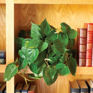 Philodendrons Indoor Plants