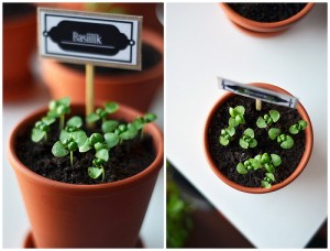 Indoor Gardens