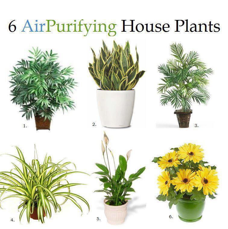 Air Purifying House Plants