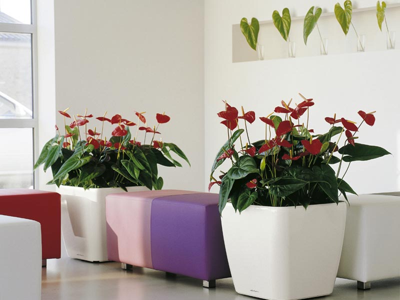 Anthurium Indoor Plant