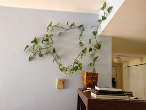 English Ivy Indoor Plant