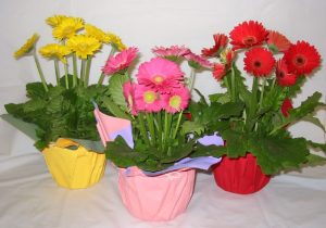 Gerbera Daisy Indoor Plant
