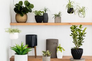 Indoor Plants