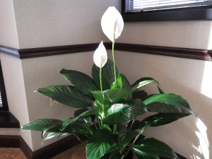 Peace Lily Indoor Plant