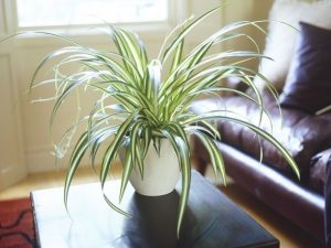 Spider Plant