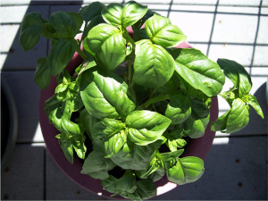 Indoor Gardening