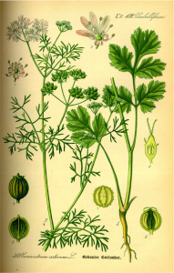 Tomato Gardening Indoors